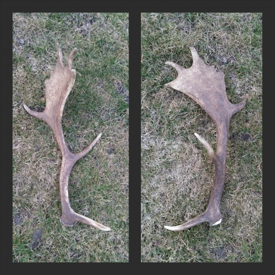 Nájdený pri prerezávke ale fotené už doma