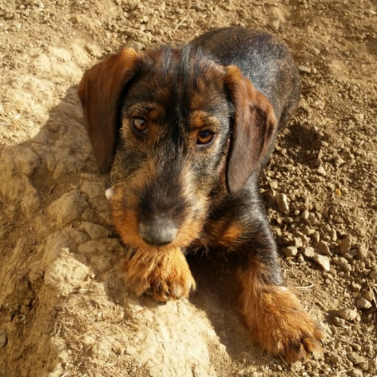 Biba Gaderská dolina