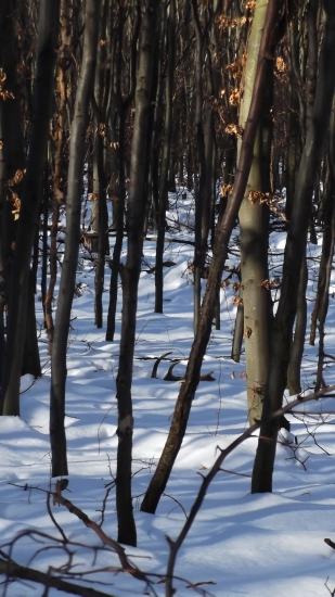 I,v tomto roku, vďaka diviakom,iba škoda,že minuloročný
