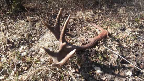zahučali hory,zahučali lesy