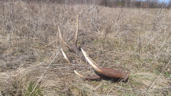 detail k id 287369 3.70kg