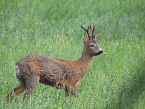 Prefarbuje