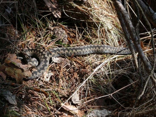 že vraj vyliezaju po Jurajovy