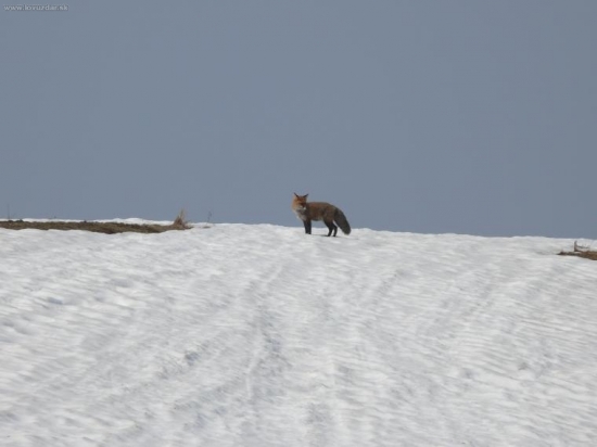 hľadá čosi pod zub