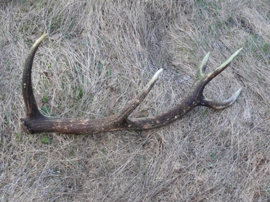 bol celkom pekný,škoda