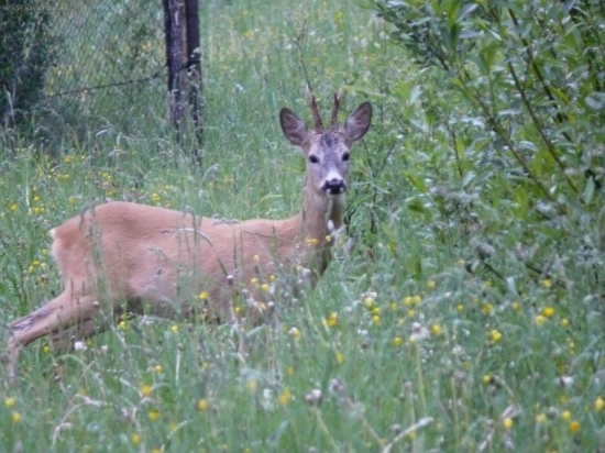 dosť riskuje,par metr.od domu