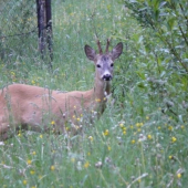 dosť riskuje,par metr.od domu