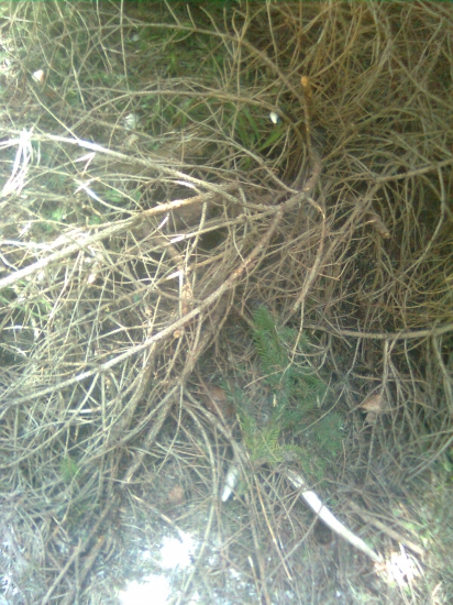 najviac tieto milujem