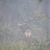 Z vlaňajšiého videa