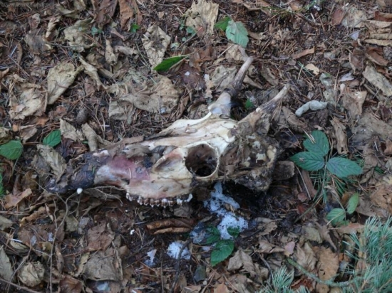 ...pohrdol trofejou..