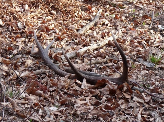 10-torák spiatočnik