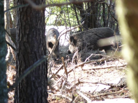 z dnešnej prechádzky 1