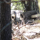 z dnešnej prechádzky 1