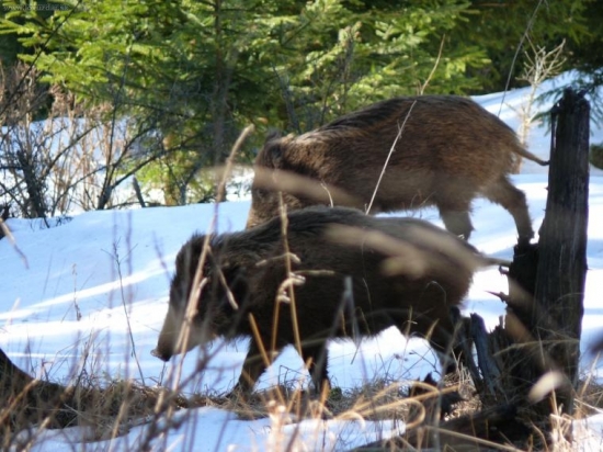 z dnešnej prechádzky  2