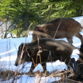 z dnešnej prechádzky  2