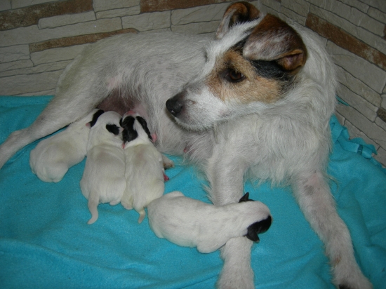 Jack Russel Terier Parson