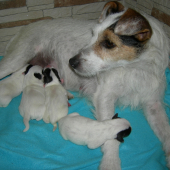 Jack Russel Terier Parson