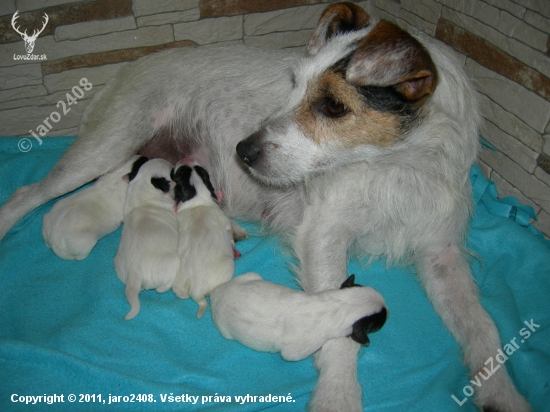 Jack Russel Terier Parson