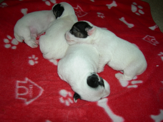 Jack Russel Terier Parson