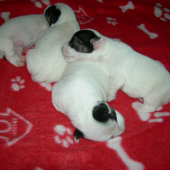 Jack Russel Terier Parson
