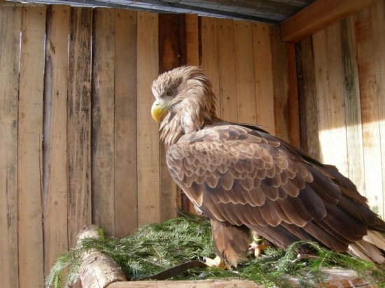 zacina chovna sezona  :-)