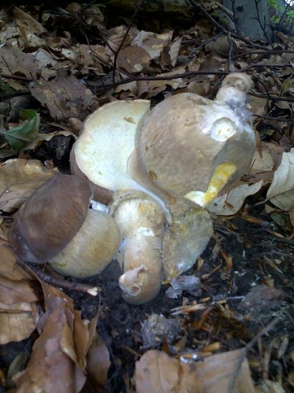 Tohoročný zrastenec