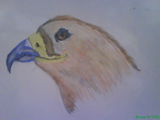 krezba 8 roc syna sokol