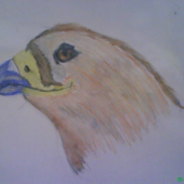 krezba 8 roc syna sokol