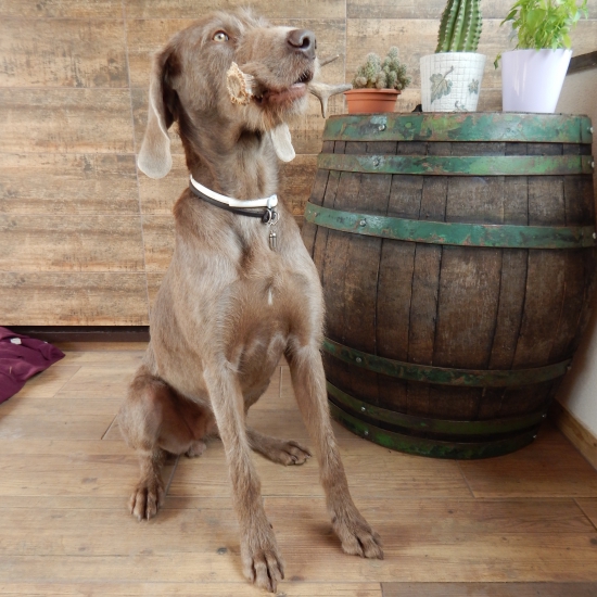 Serena z Milhostovských polí -SHS