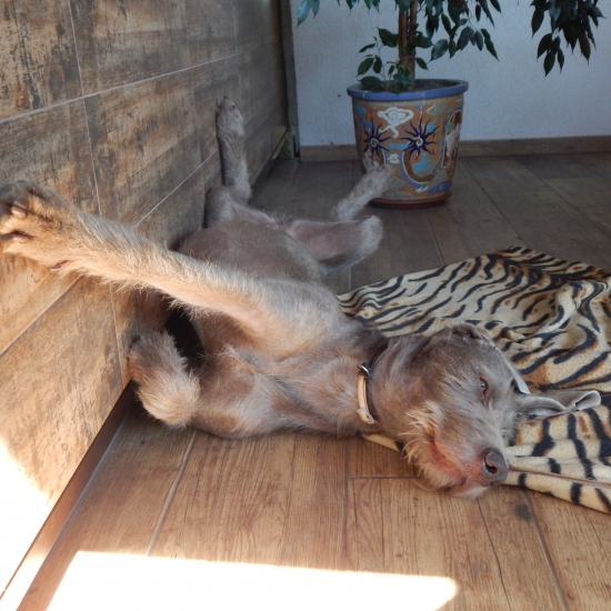 SHS Serena z Milhostovských polí