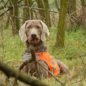 SHS Serena z Milhostovských polí