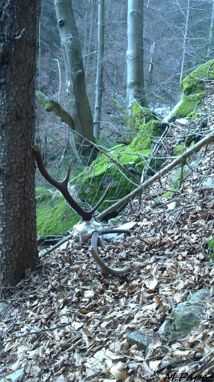 rôzne poklady skrýva les...