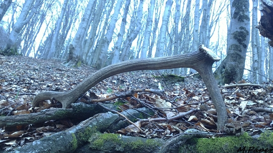 ...a môže začať rásť nové...