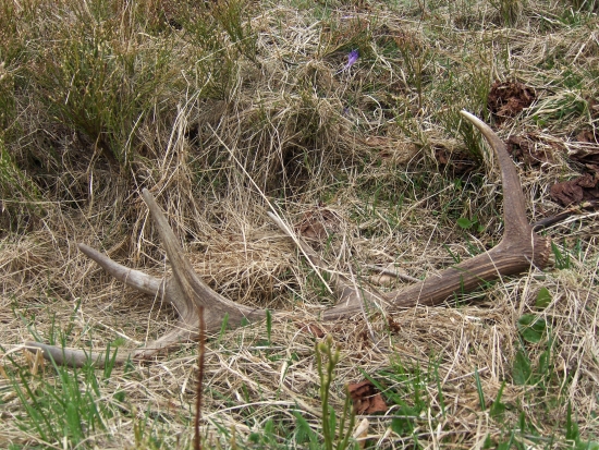 zdvihol náladu ja zas jeho...