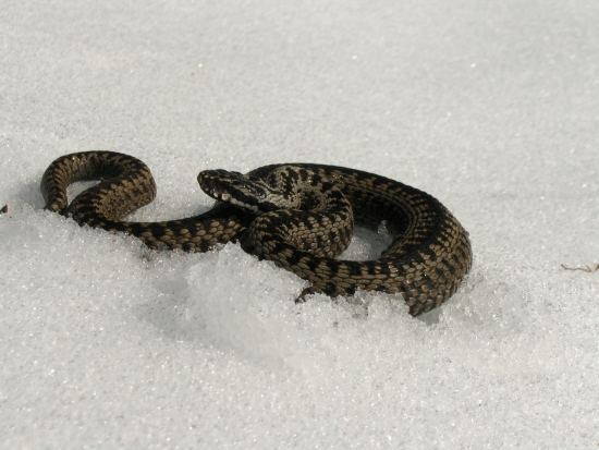 slnko ich dnes vytiahlo...