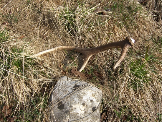 trošku vetší od srnčieho:) ale potešil...