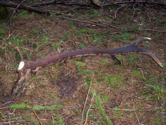 tak ako ho nechal...