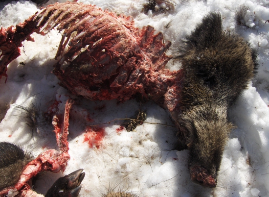 odveký zákon prírody...