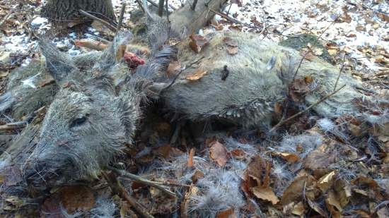 na rysom chodníčku...