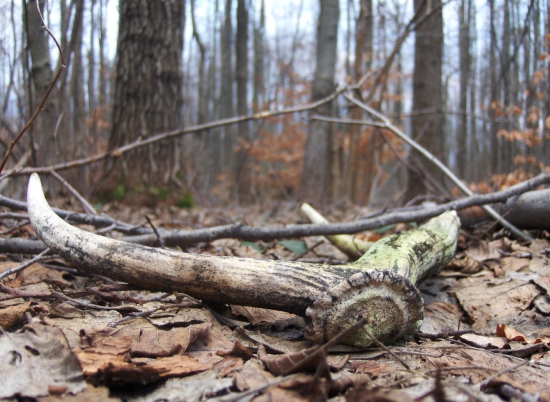 tiež som dnes zahájil sezonu kapitálnym torákom:)