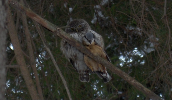 uspešný malý dravec...