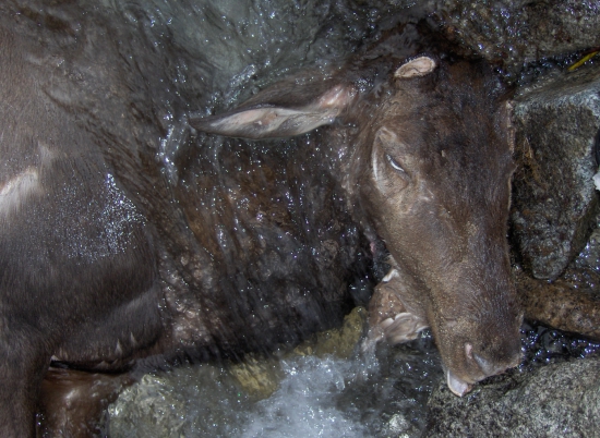 tak sa skončil život jedného kráľa hôr...