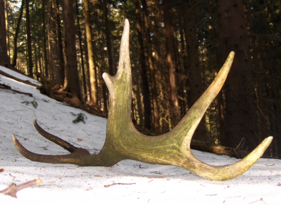 dnešné túlanie sa prírodou...