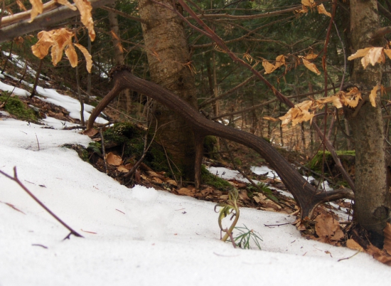 Nedelná vychádzka...