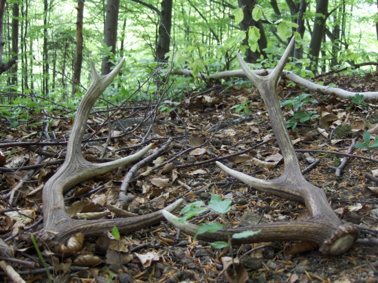 krásna spomienka na voňavú jar:)