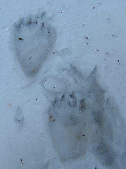 bosí zálesák pri kontrole revíru...