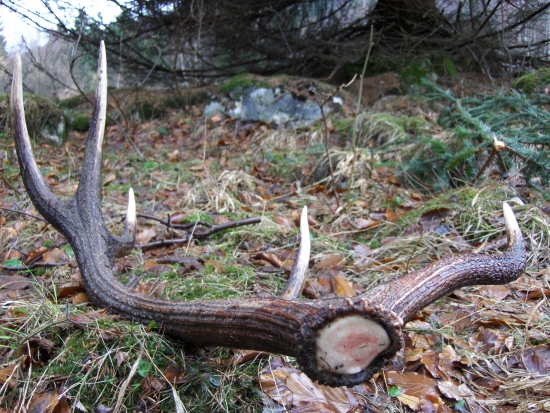 čerstvý s vôňou lesa...