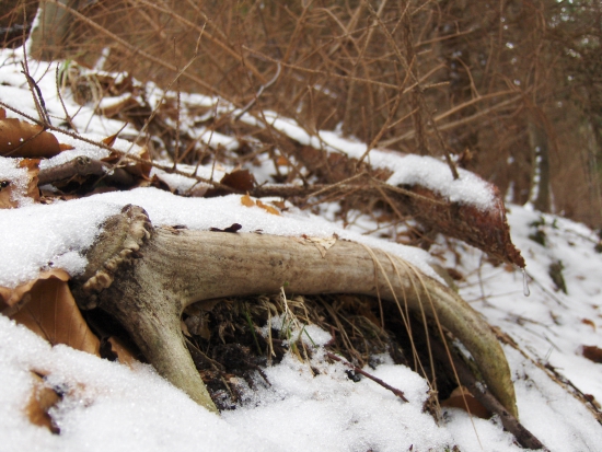 zašitý v mládniku...