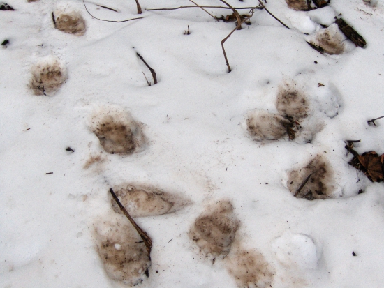 skrížil som mu cestu...