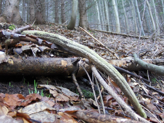 zabudnutá stará šabľa...